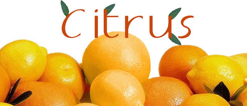 Citrus-Peels